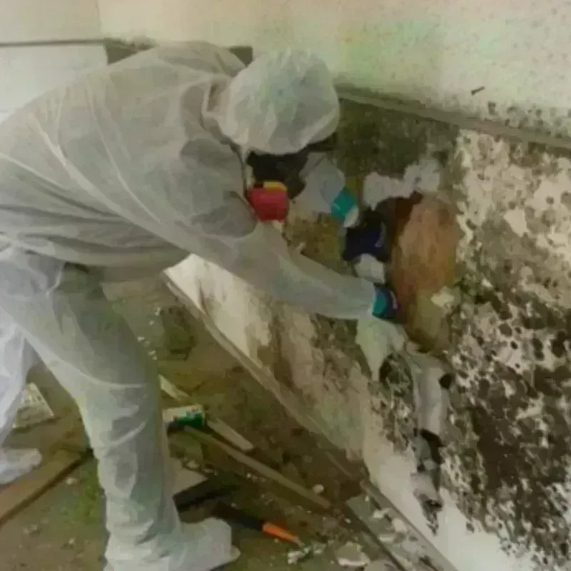 Mold Remediation and Removal in Montecito, CA